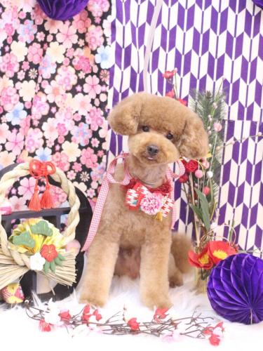 20250126まめくん